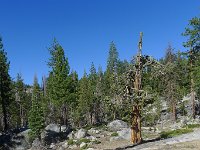 YosemiteCreek 047 : YosemiteCreek